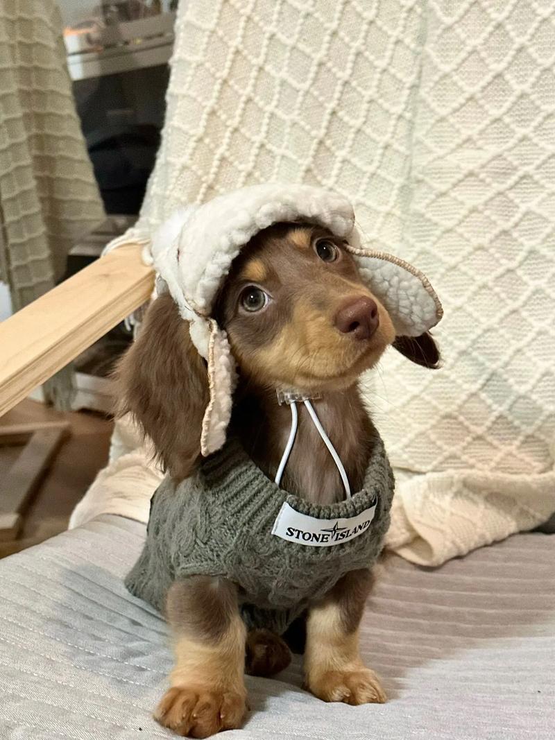 迪士尼狗狗叫什么名字_迪士尼狗狗叫什么名字查理王-第5张图片-后鲨宠物 迪士尼狗狗叫什么名字_迪士尼狗狗叫什么名字查理王-第5张图片-后鲨宠物