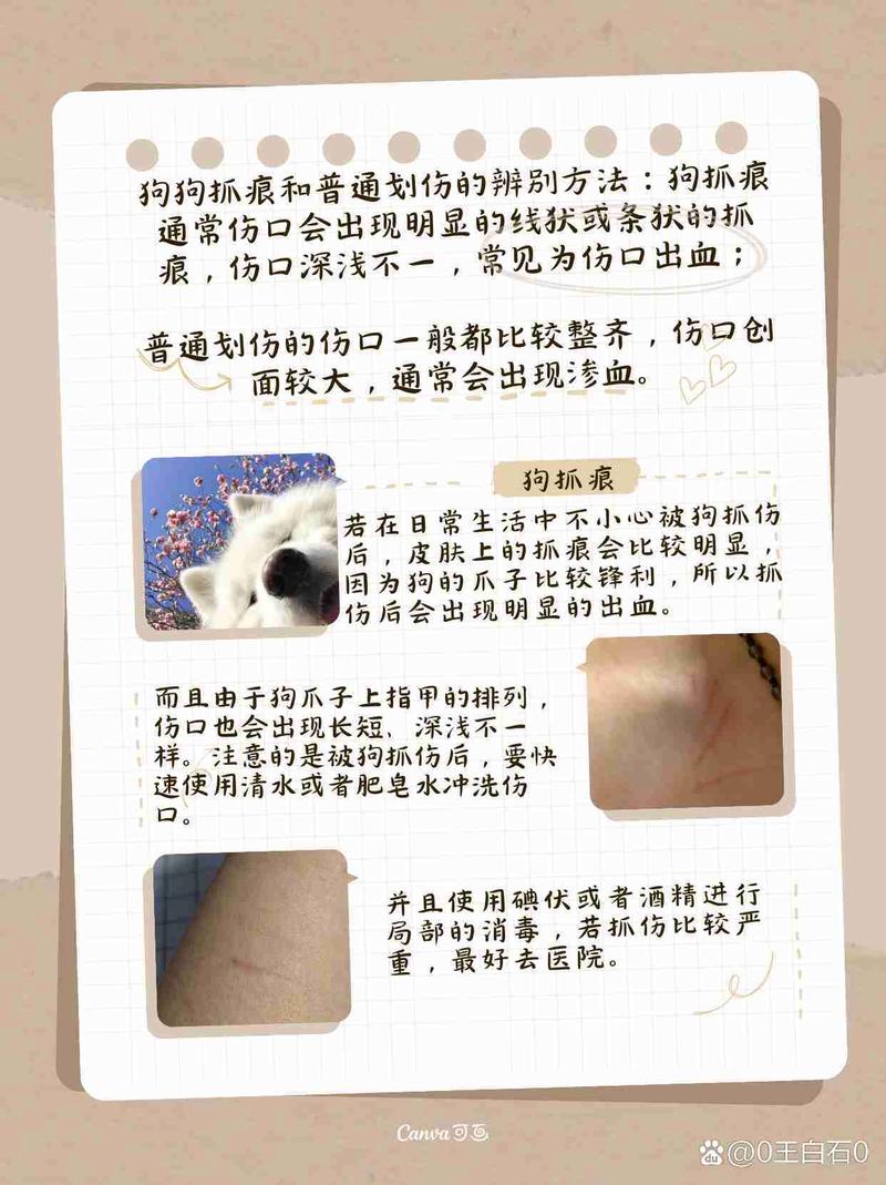 被狗狗抓伤怎么办_狗狗抓伤怎么办用什么药-第2张图片-后鲨宠物 被狗狗抓伤怎么办_狗狗抓伤怎么办用什么药-第2张图片-后鲨宠物