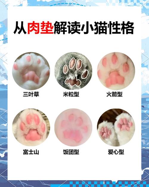 猫咪肉垫看性格_猫咪肉垫看性格怎么看-第1张图片-后鲨宠物 猫咪肉垫看性格_猫咪肉垫看性格怎么看-第1张图片-后鲨宠物