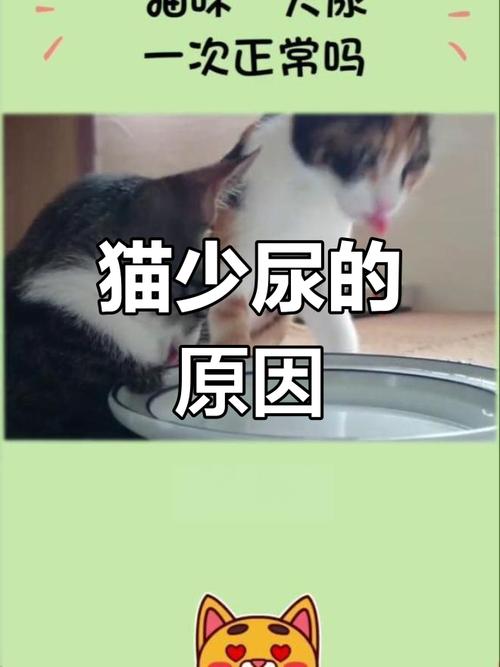 猫咪一天尿几次正常,猫咪尿不出来尿是什么原因?-第1张图片-后鲨宠物 猫咪一天尿几次正常,猫咪尿不出来尿是什么原因?-第1张图片-后鲨宠物