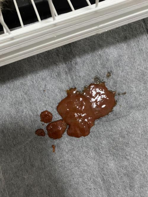 狗狗拉血是什么病,狗狗拉血是什么病的症状-第5张图片-后鲨宠物 狗狗拉血是什么病,狗狗拉血是什么病的症状-第5张图片-后鲨宠物