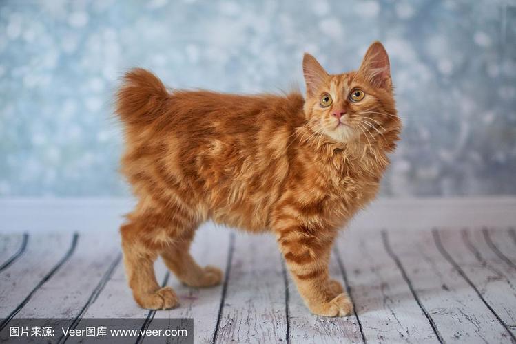 猫咪不乖怎么办_猫不乖的时候怎么办-第1张图片-后鲨宠物 猫咪不乖怎么办_猫不乖的时候怎么办-第1张图片-后鲨宠物