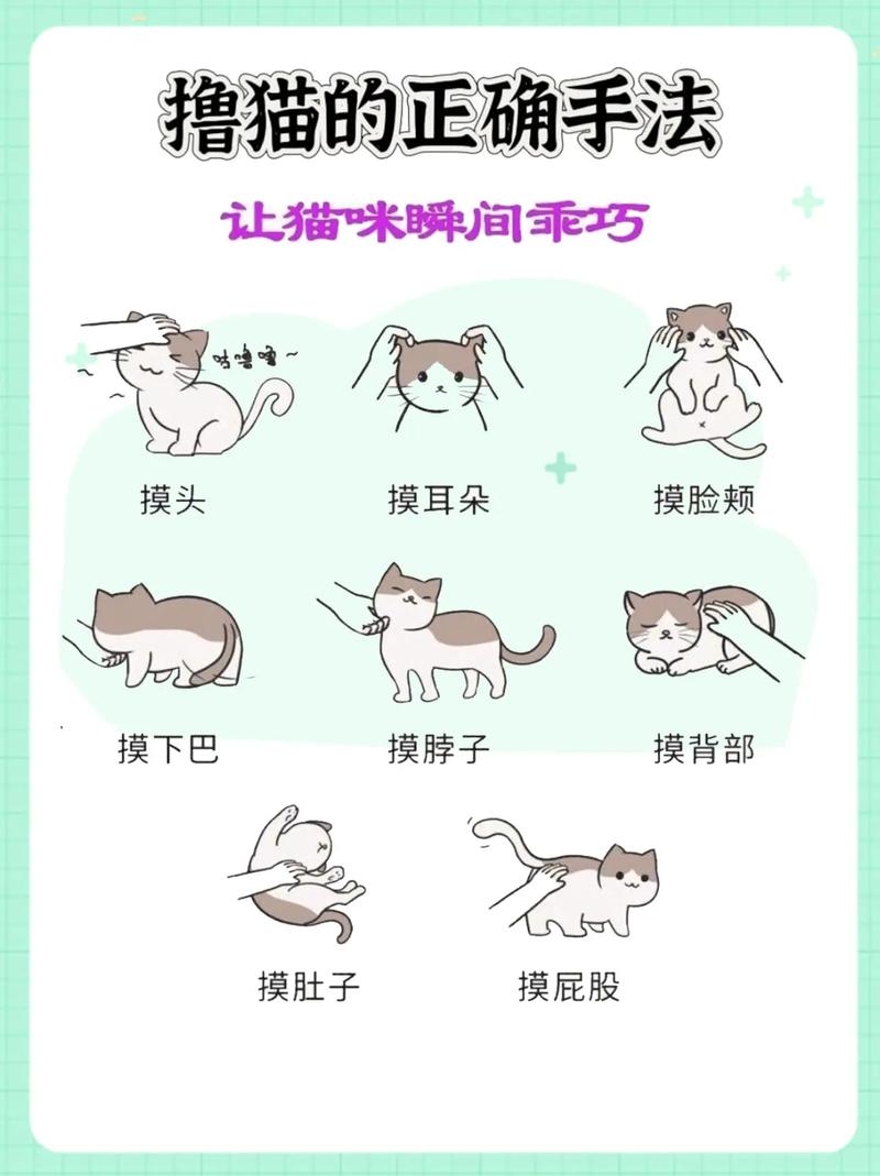 猫咪不乖怎么办_猫不乖的时候怎么办-第2张图片-后鲨宠物 猫咪不乖怎么办_猫不乖的时候怎么办-第2张图片-后鲨宠物