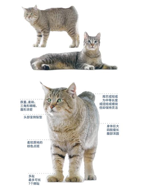 猫咪不乖怎么办_猫不乖的时候怎么办-第4张图片-后鲨宠物 猫咪不乖怎么办_猫不乖的时候怎么办-第4张图片-后鲨宠物