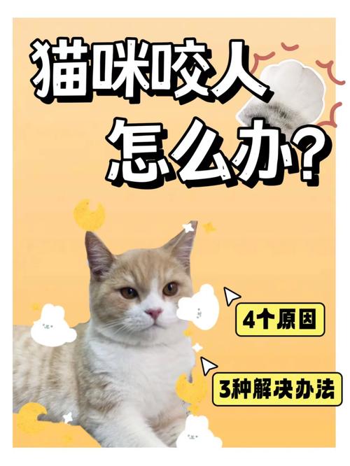 猫咪不乖怎么办_猫不乖的时候怎么办-第5张图片-后鲨宠物 猫咪不乖怎么办_猫不乖的时候怎么办-第5张图片-后鲨宠物