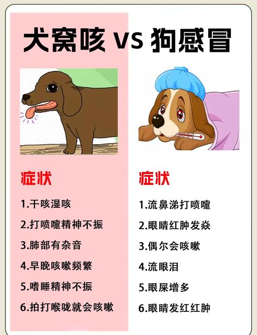 狗狗咳嗽很严重怎么办_狗狗咳嗽很严重怎么办啊-第3张图片-后鲨宠物 狗狗咳嗽很严重怎么办_狗狗咳嗽很严重怎么办啊-第3张图片-后鲨宠物