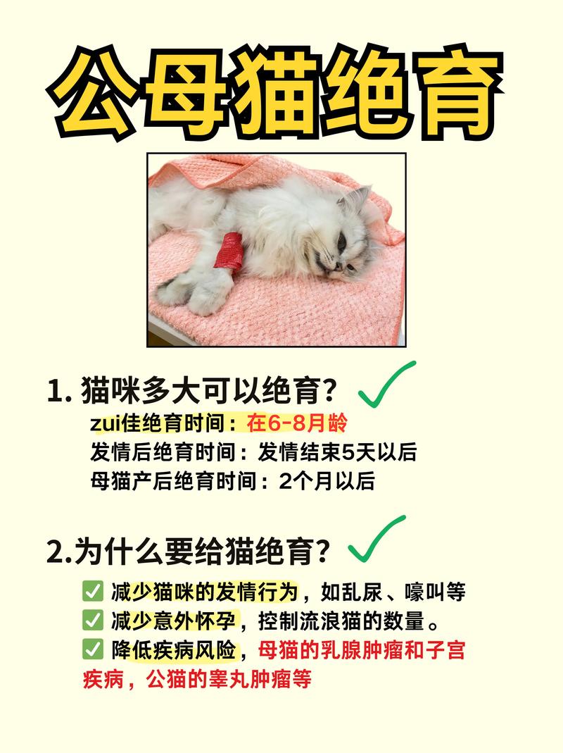 猫咪什么时候绝育好,猫咪什么时候绝育好呢?-第3张图片-后鲨宠物 猫咪什么时候绝育好,猫咪什么时候绝育好呢?-第3张图片-后鲨宠物