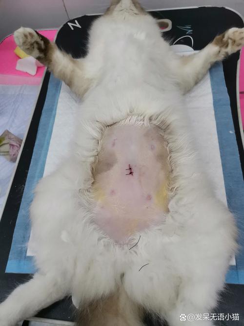 猫咪什么时候绝育好,猫咪什么时候绝育好呢?-第5张图片-后鲨宠物 猫咪什么时候绝育好,猫咪什么时候绝育好呢?-第5张图片-后鲨宠物