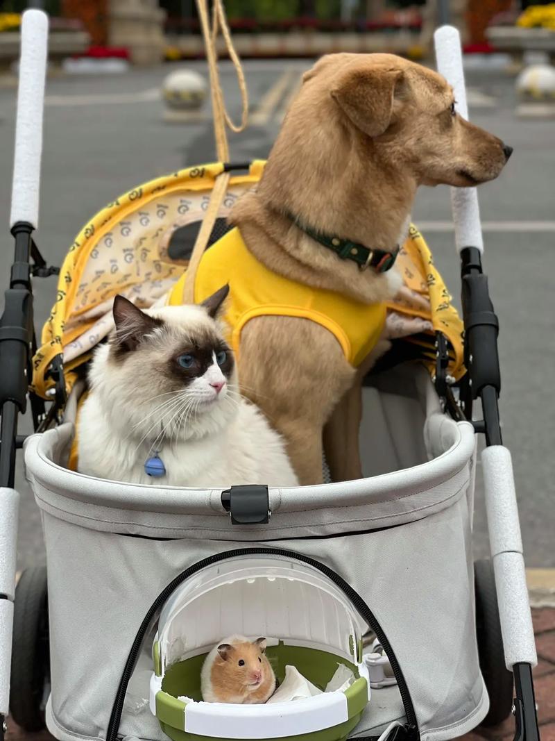 出租车可以带狗狗吗_出租车能带狗嘛-第1张图片-后鲨宠物 出租车可以带狗狗吗_出租车能带狗嘛-第1张图片-后鲨宠物