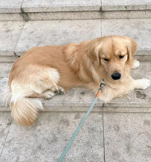 出租车可以带狗狗吗_出租车能带狗嘛-第3张图片-后鲨宠物 出租车可以带狗狗吗_出租车能带狗嘛-第3张图片-后鲨宠物