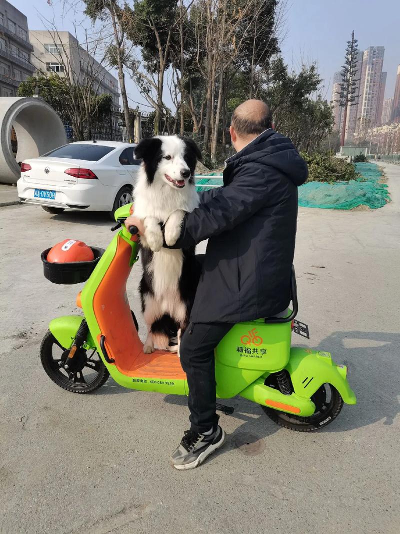 出租车可以带狗狗吗_出租车能带狗嘛-第5张图片-后鲨宠物 出租车可以带狗狗吗_出租车能带狗嘛-第5张图片-后鲨宠物