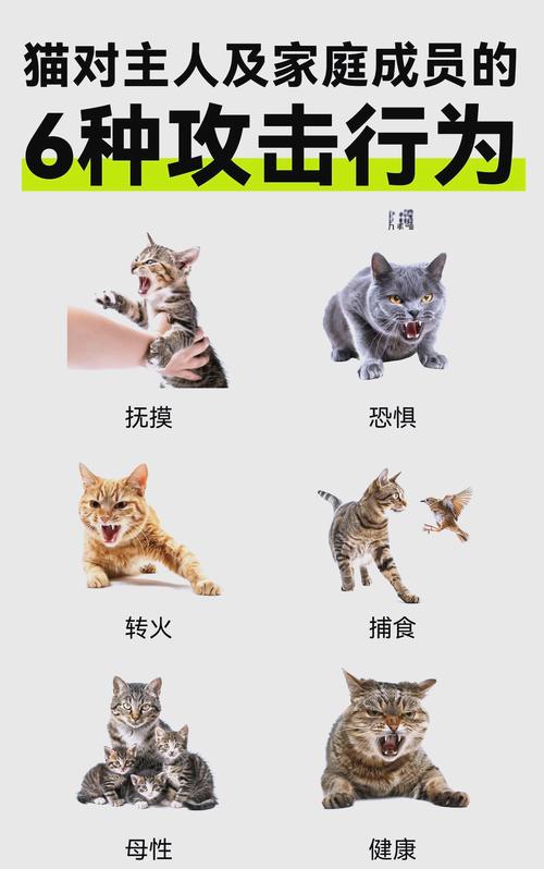 为什么猫咪会突然咬你,为什么猫咪会突然咬你一口-第3张图片-后鲨宠物 为什么猫咪会突然咬你,为什么猫咪会突然咬你一口-第3张图片-后鲨宠物