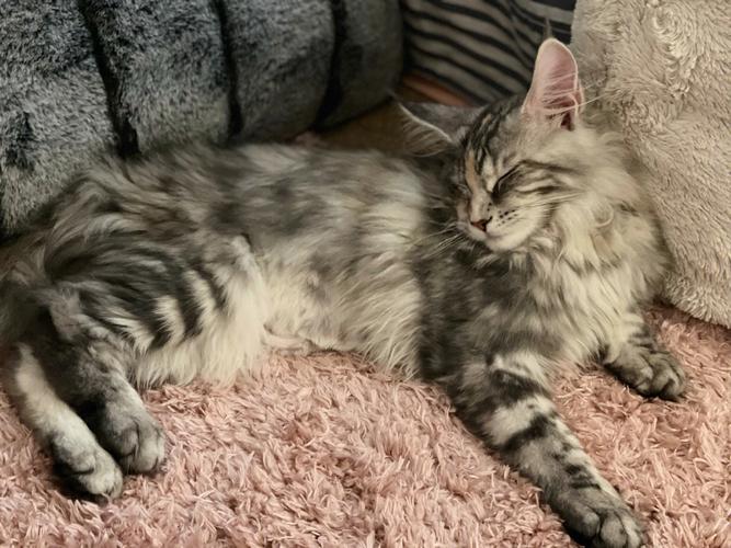 猫咪睡觉时呼吸急促_猫猫睡觉呼吸快而且急促-第2张图片-后鲨宠物 猫咪睡觉时呼吸急促_猫猫睡觉呼吸快而且急促-第2张图片-后鲨宠物