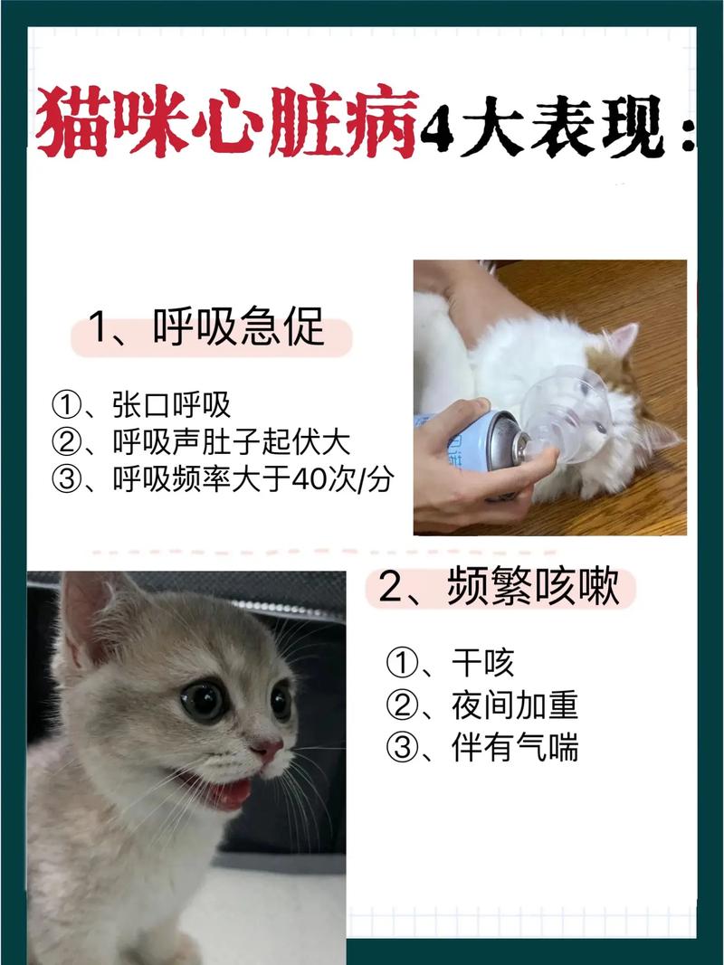 猫咪睡觉时呼吸急促_猫猫睡觉呼吸快而且急促-第4张图片-后鲨宠物 猫咪睡觉时呼吸急促_猫猫睡觉呼吸快而且急促-第4张图片-后鲨宠物