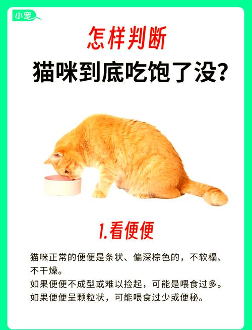 怎么知道猫咪吃饱了,怎么判断猫吃饱-第6张图片-后鲨宠物 怎么知道猫咪吃饱了,怎么判断猫吃饱-第6张图片-后鲨宠物