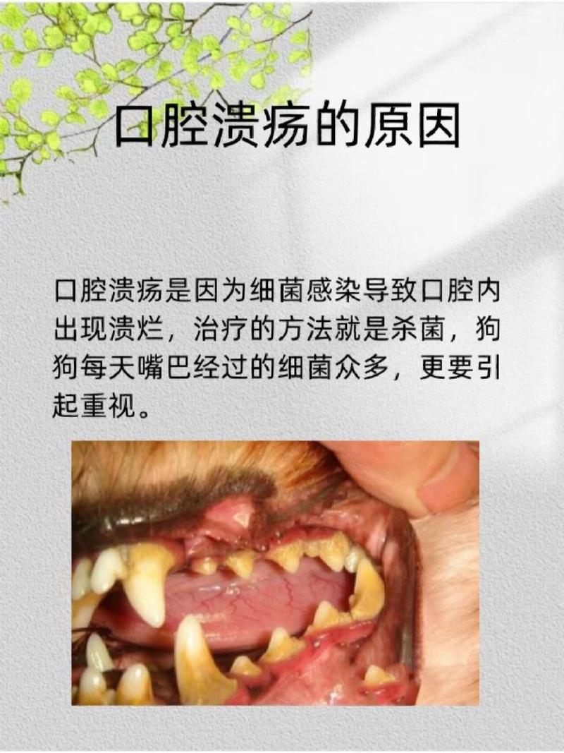 狗狗口腔溃疡的症状,狗狗口腔溃疡的症状有哪些?-第2张图片-后鲨宠物 狗狗口腔溃疡的症状,狗狗口腔溃疡的症状有哪些?-第2张图片-后鲨宠物