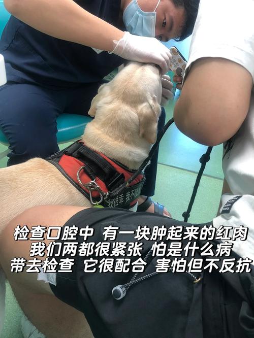 狗狗口腔溃疡的症状,狗狗口腔溃疡的症状有哪些?-第6张图片-后鲨宠物 狗狗口腔溃疡的症状,狗狗口腔溃疡的症状有哪些?-第6张图片-后鲨宠物