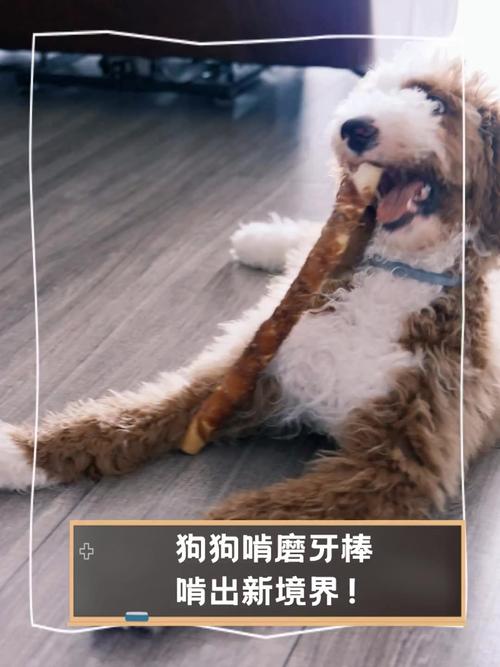 狗狗吃磨牙棒好吗,狗狗吃磨牙棒会有不良反应嘛-第1张图片-后鲨宠物 狗狗吃磨牙棒好吗,狗狗吃磨牙棒会有不良反应嘛-第1张图片-后鲨宠物