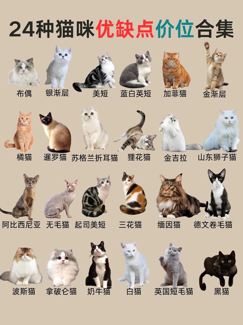 猫咪可爱的名字,猫咪可爱的名字大全-第3张图片-后鲨宠物 猫咪可爱的名字,猫咪可爱的名字大全-第3张图片-后鲨宠物