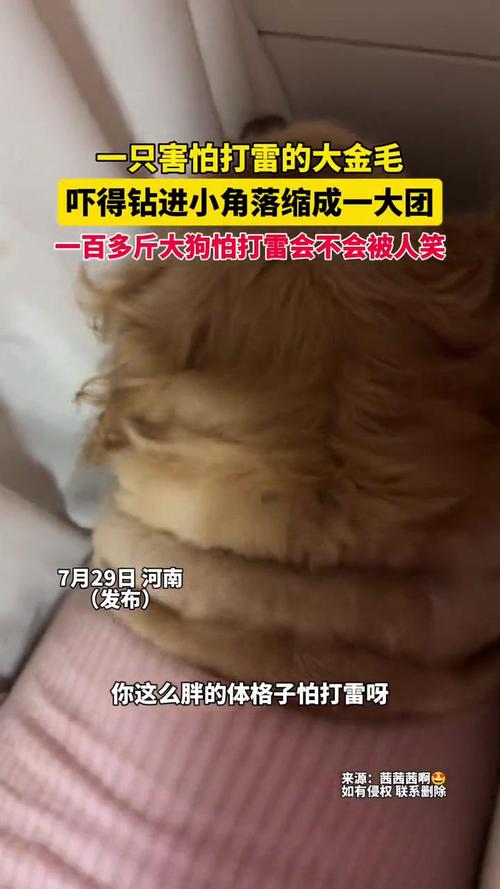 狗狗怕打雷的表现_如何解决狗狗怕打雷时的狂躁-第3张图片-后鲨宠物 狗狗怕打雷的表现_如何解决狗狗怕打雷时的狂躁-第3张图片-后鲨宠物