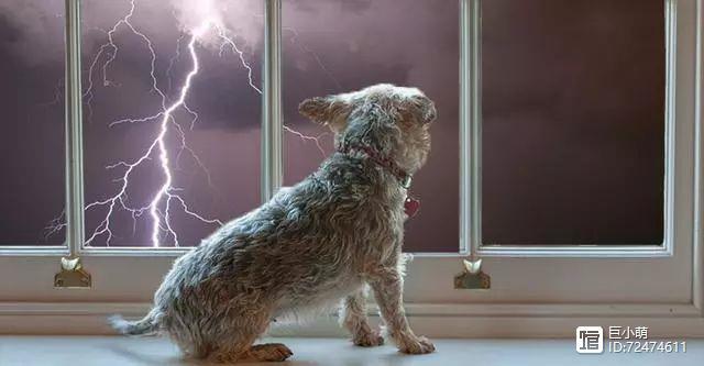 狗狗怕打雷的表现_如何解决狗狗怕打雷时的狂躁-第4张图片-后鲨宠物 狗狗怕打雷的表现_如何解决狗狗怕打雷时的狂躁-第4张图片-后鲨宠物