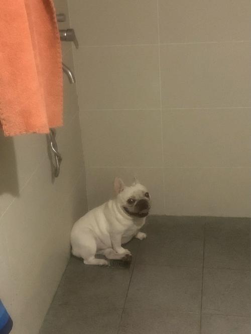 狗狗怕打雷的表现_如何解决狗狗怕打雷时的狂躁-第5张图片-后鲨宠物 狗狗怕打雷的表现_如何解决狗狗怕打雷时的狂躁-第5张图片-后鲨宠物