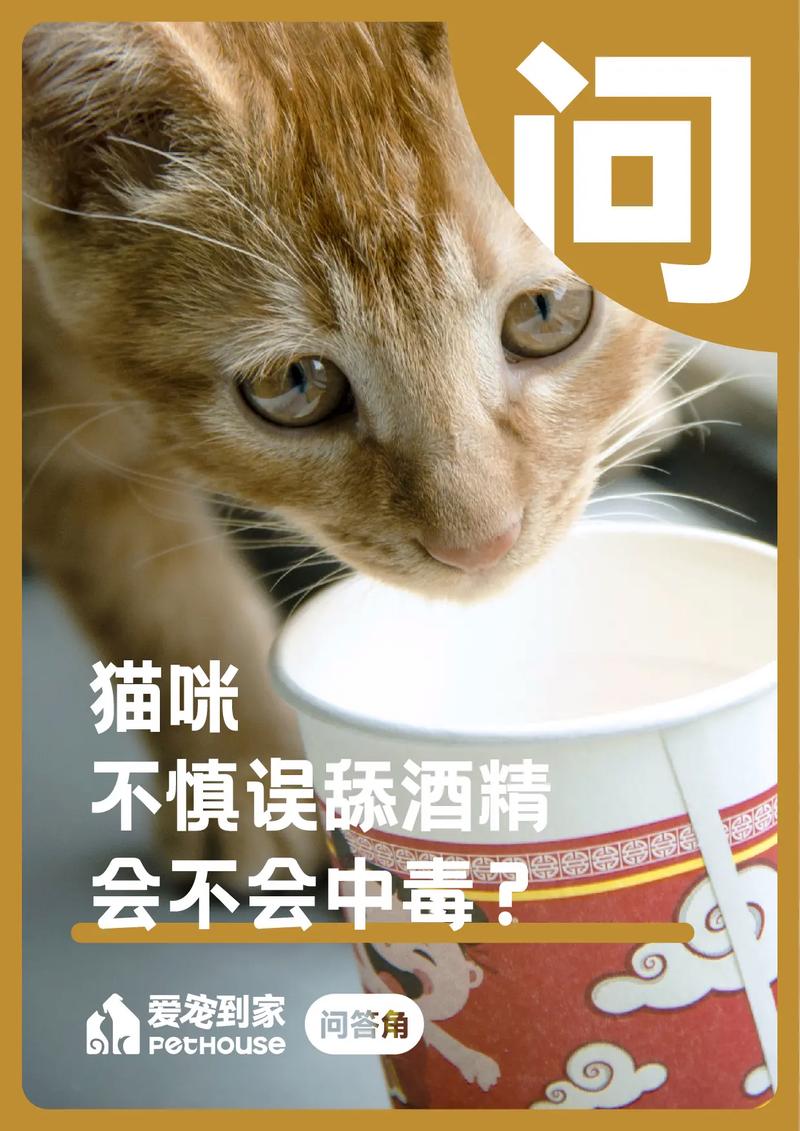 酒精对猫咪有毒吗_酒精对猫咪的伤害-第3张图片-后鲨宠物 酒精对猫咪有毒吗_酒精对猫咪的伤害-第3张图片-后鲨宠物