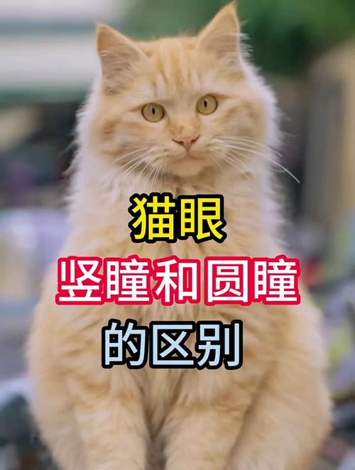 猫咪瞳孔变化与情绪，猫咪瞳孔变化的原因？-第1张图片-后鲨宠物