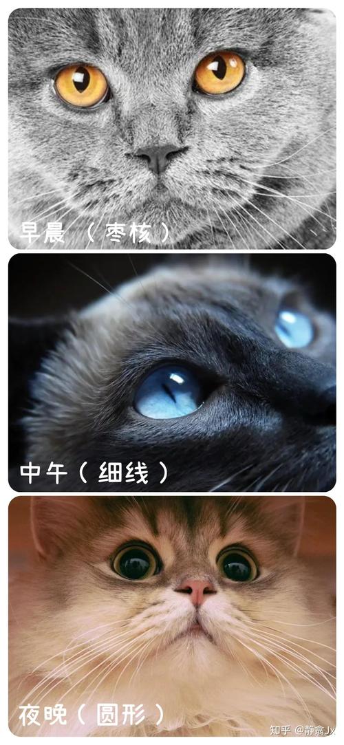 猫咪瞳孔变化与情绪，猫咪瞳孔变化的原因？-第2张图片-后鲨宠物