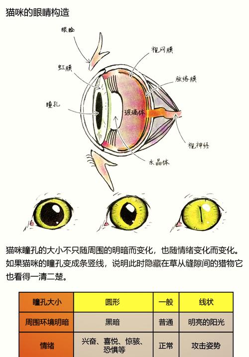 猫咪瞳孔变化与情绪，猫咪瞳孔变化的原因？-第4张图片-后鲨宠物
