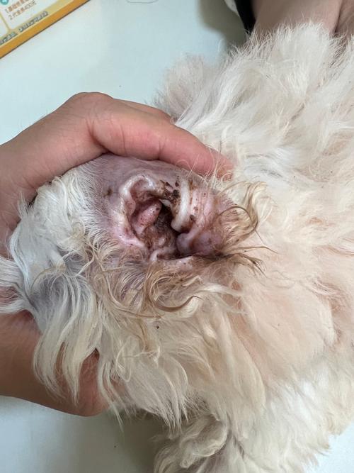 狗狗耳螨怎么清理_狗狗耳螨怎么清理教程-第3张图片-后鲨宠物 狗狗耳螨怎么清理_狗狗耳螨怎么清理教程-第3张图片-后鲨宠物