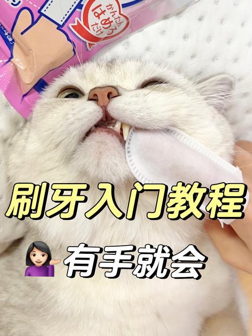 怎么给猫咪刷牙_如何给猫咪刷牙-第6张图片-后鲨宠物 怎么给猫咪刷牙_如何给猫咪刷牙-第6张图片-后鲨宠物