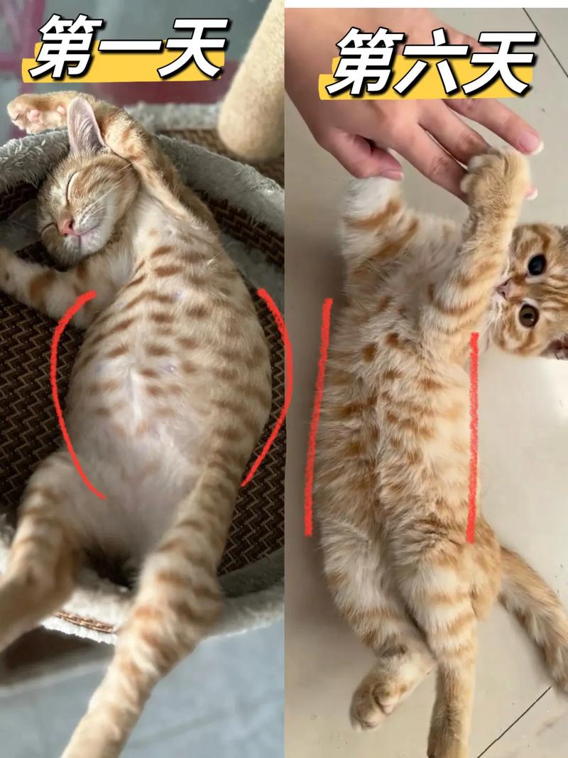 猫咪传腹是什么病,猫咪传腹的症状?-第6张图片-后鲨宠物 猫咪传腹是什么病,猫咪传腹的症状?-第6张图片-后鲨宠物
