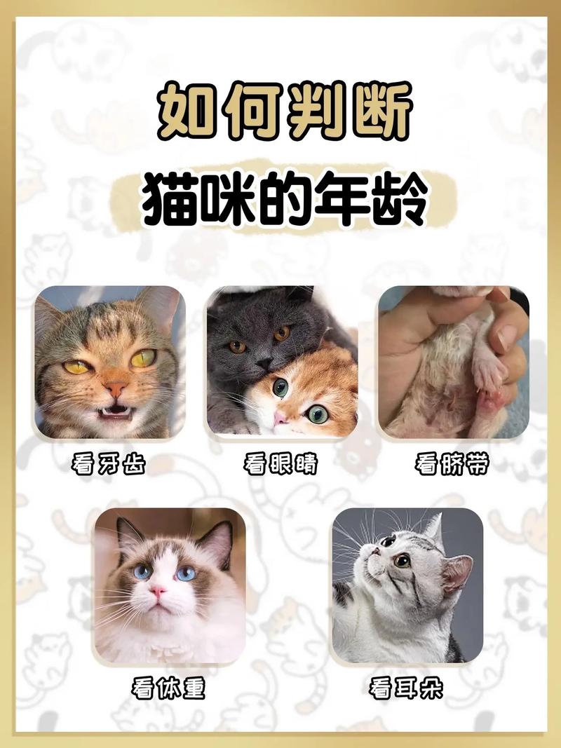 猫咪的年龄怎么看,猫咪的年龄怎么看几岁-第2张图片-后鲨宠物 猫咪的年龄怎么看,猫咪的年龄怎么看几岁-第2张图片-后鲨宠物