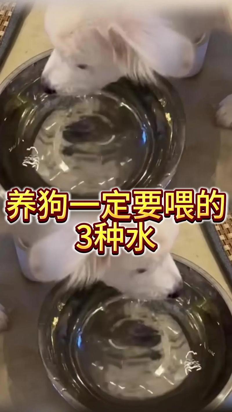 狗狗吃红糖有什么好处_狗狗吃红糖有什么好处和功效-第2张图片-后鲨宠物 狗狗吃红糖有什么好处_狗狗吃红糖有什么好处和功效-第2张图片-后鲨宠物