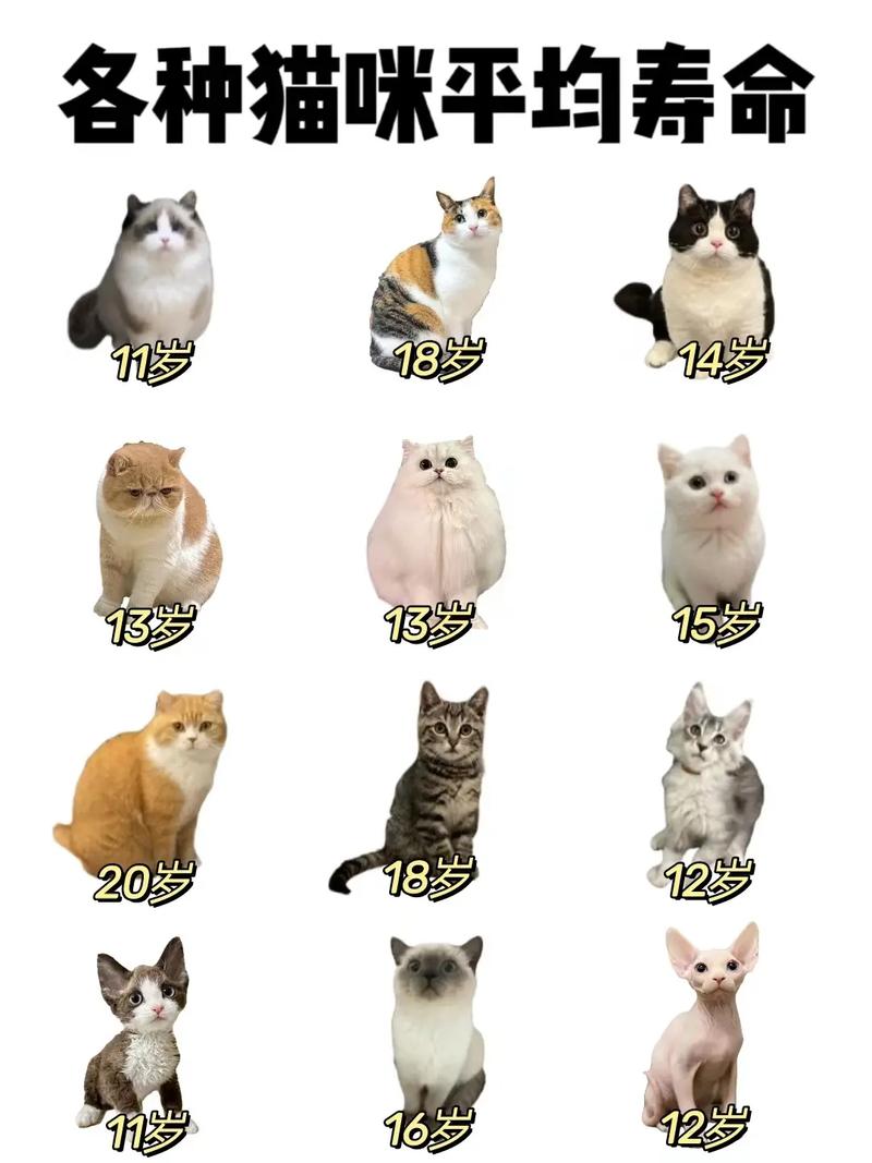 猫咪能活多少年,猫咪能活多少年,橘猫-第2张图片-后鲨宠物 猫咪能活多少年,猫咪能活多少年,橘猫-第2张图片-后鲨宠物