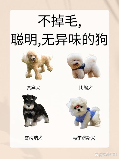 狗狗可以吃茶叶蛋吗,小狗可以吃茶叶蛋么?-第5张图片-后鲨宠物 狗狗可以吃茶叶蛋吗,小狗可以吃茶叶蛋么?-第5张图片-后鲨宠物