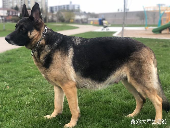 狗狗怀孕50天有啥症状_狗狗怀孕50天有啥症状食欲下降-第3张图片-后鲨宠物 狗狗怀孕50天有啥症状_狗狗怀孕50天有啥症状食欲下降-第3张图片-后鲨宠物