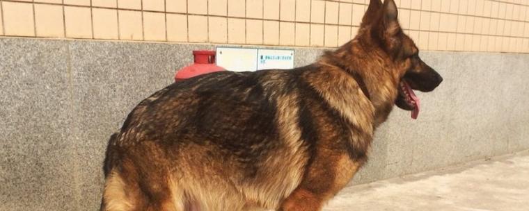 狗狗怀孕50天有啥症状_狗狗怀孕50天有啥症状食欲下降-第4张图片-后鲨宠物 狗狗怀孕50天有啥症状_狗狗怀孕50天有啥症状食欲下降-第4张图片-后鲨宠物