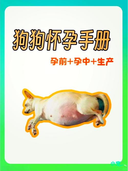 狗狗怀孕50天有啥症状_狗狗怀孕50天有啥症状食欲下降-第5张图片-后鲨宠物 狗狗怀孕50天有啥症状_狗狗怀孕50天有啥症状食欲下降-第5张图片-后鲨宠物