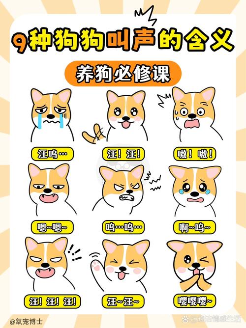 怎么逗狗狗开心,逗狗狗开心的办法-第5张图片-后鲨宠物 怎么逗狗狗开心,逗狗狗开心的办法-第5张图片-后鲨宠物