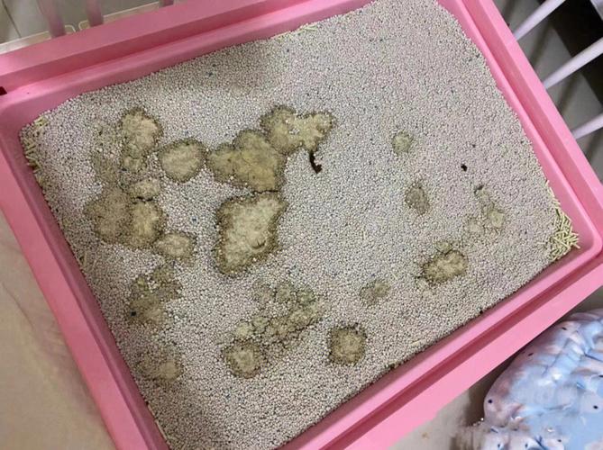 猫砂狗狗能用吗,狗能用猫砂不-第1张图片-后鲨宠物 猫砂狗狗能用吗,狗能用猫砂不-第1张图片-后鲨宠物