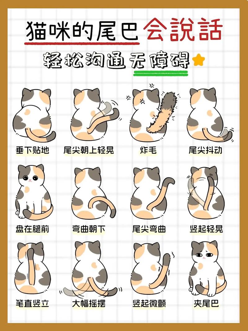 猫咪尾巴长好还是不好,猫咪尾巴很长说明什么-第4张图片-后鲨宠物 猫咪尾巴长好还是不好,猫咪尾巴很长说明什么-第4张图片-后鲨宠物