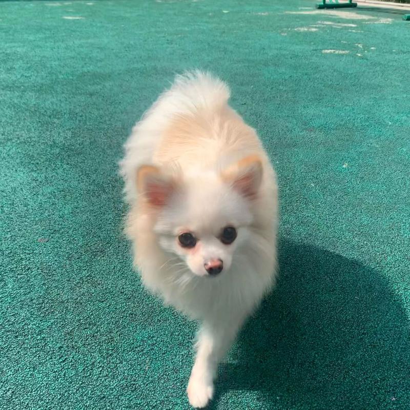 白毛狗狗发黄洗白妙招,白毛狗狗发黄洗白妙招是什么-第5张图片-后鲨宠物 白毛狗狗发黄洗白妙招,白毛狗狗发黄洗白妙招是什么-第5张图片-后鲨宠物