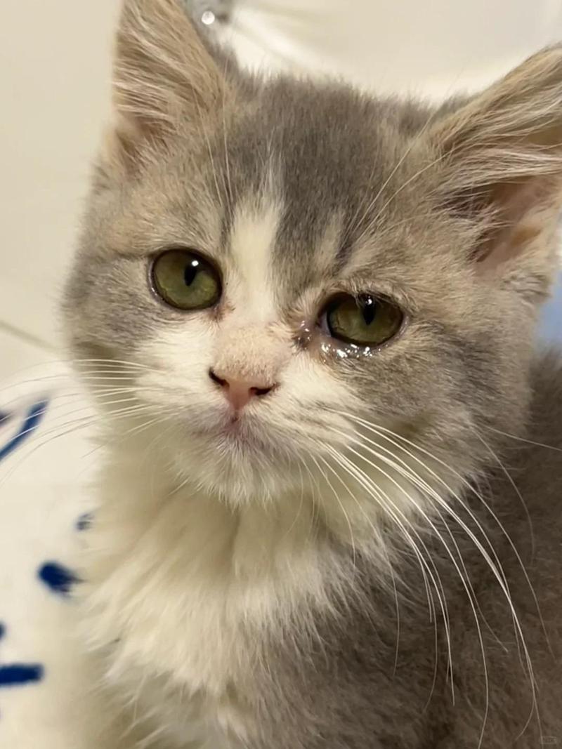 猫咪眼睛流泪睁不开,猫咪眼睛流泪睁不开怎么办-第1张图片-后鲨宠物 猫咪眼睛流泪睁不开,猫咪眼睛流泪睁不开怎么办-第1张图片-后鲨宠物