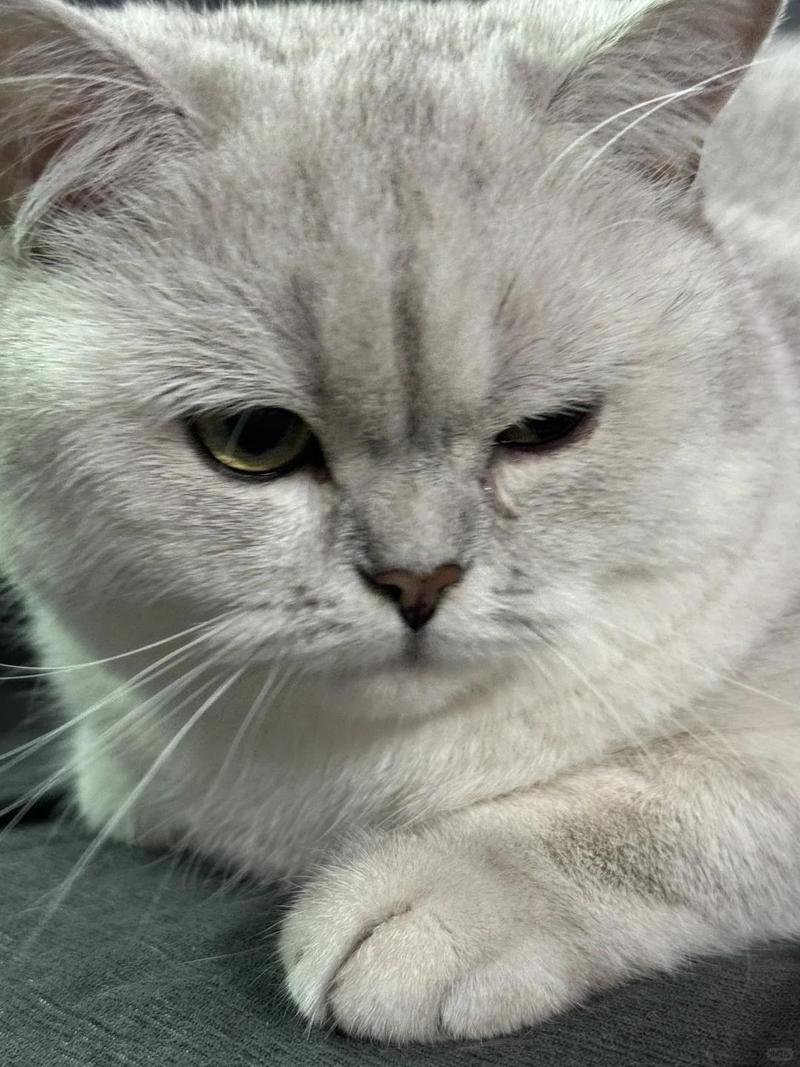 猫咪眼睛流泪睁不开,猫咪眼睛流泪睁不开怎么办-第3张图片-后鲨宠物 猫咪眼睛流泪睁不开,猫咪眼睛流泪睁不开怎么办-第3张图片-后鲨宠物