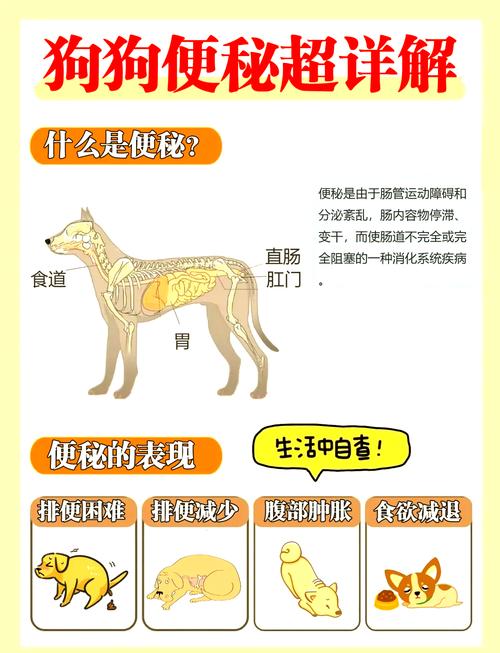 狗狗便秘了怎么办_狗狗便秘了怎么办吃什么药-第2张图片-后鲨宠物 狗狗便秘了怎么办_狗狗便秘了怎么办吃什么药-第2张图片-后鲨宠物