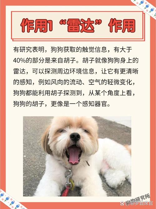 狗狗的胡须有什么用,狗狗的胡须起什么作用-第2张图片-后鲨宠物 狗狗的胡须有什么用,狗狗的胡须起什么作用-第2张图片-后鲨宠物