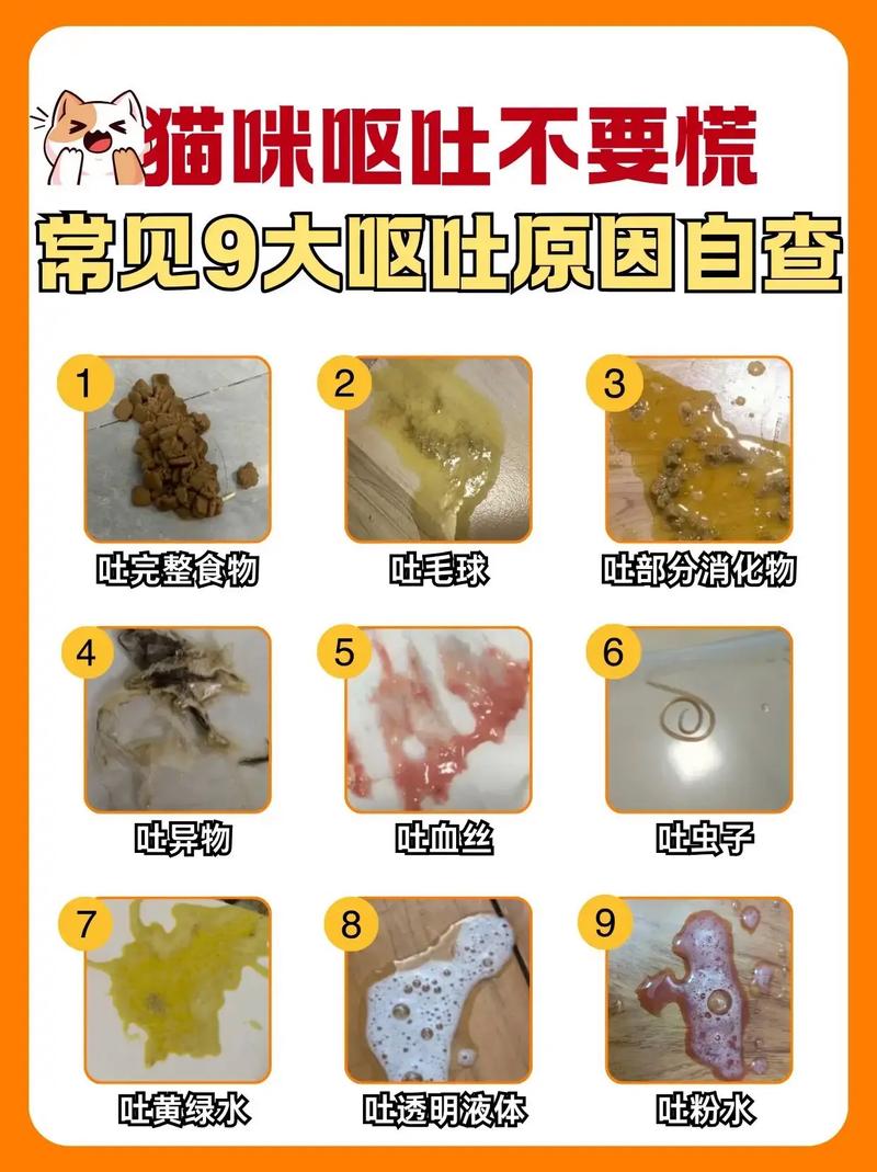 猫咪吃多了会吐吗,猫吃多了会一直吐吗-第3张图片-后鲨宠物 猫咪吃多了会吐吗,猫吃多了会一直吐吗-第3张图片-后鲨宠物