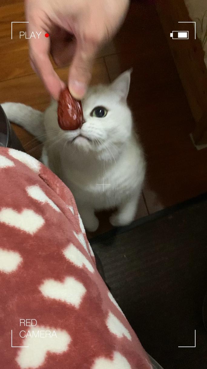 猫咪能吃红枣吗,小猫咪可以吃红枣嘛-第3张图片-后鲨宠物 猫咪能吃红枣吗,小猫咪可以吃红枣嘛-第3张图片-后鲨宠物